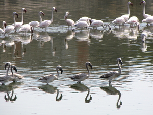 FLAMINGO'S
