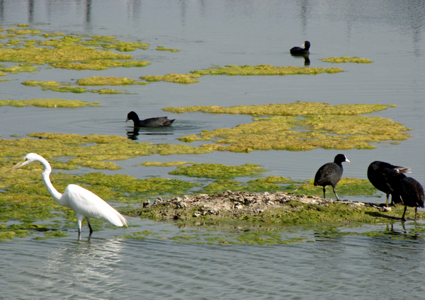 DIVERSE VOGELS IN DE MOERASSEN