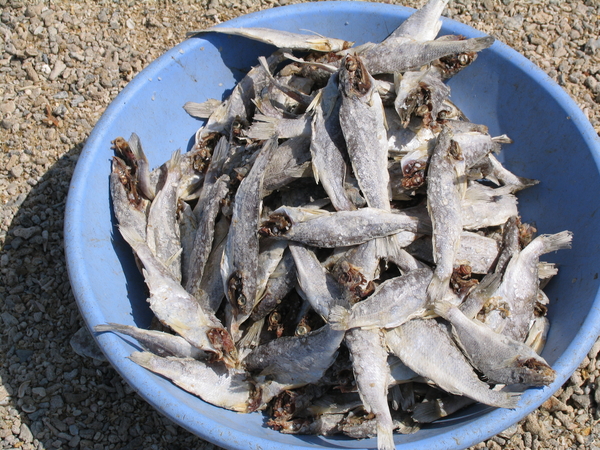 PORTIE GEDROOGDE VISSEN - OKHA