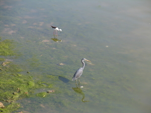 VOGELS IN ONDIEP WATER - MANDVI