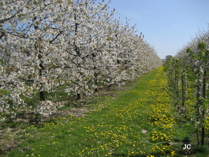 Limburg bloesem fietstocht