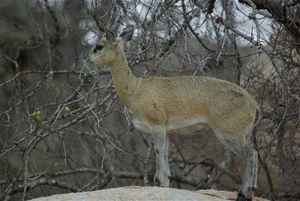 081 Klipspringer