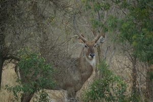 008 waterbok