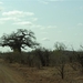 167 Baobab tree