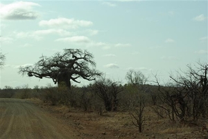167 Baobab tree