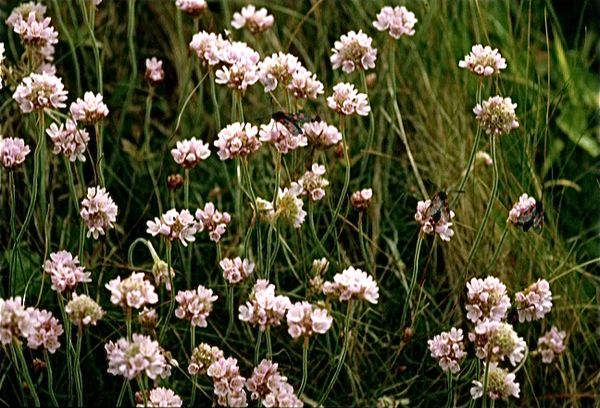 Lente in Bretagne