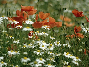 Lente in Bretagne