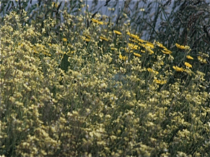 Lente in Bretagne