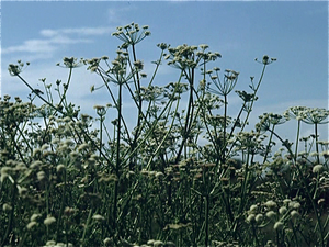 Lente in Bretagne