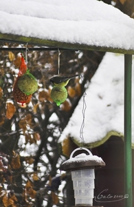 de vogeltjes hebben honger