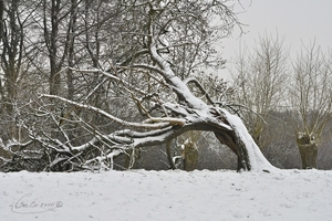 een karige oude boom