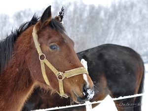 paarden