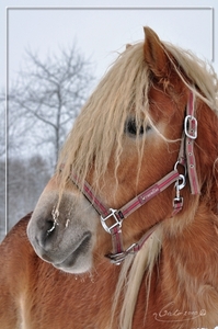 paarden