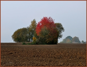 eiland in het veld