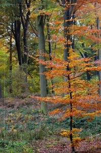 herst 2010