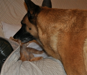 cato en frisko