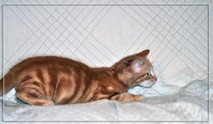 frisko