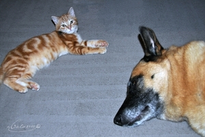cato en frisko