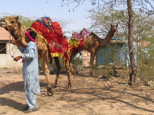 DROMEDARISSEN - KUTCH