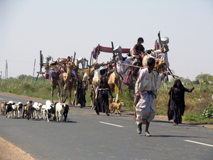 RABARI NOMADEN - KUTCH