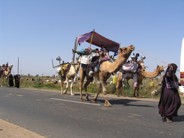 ALLES GELADEN BOVENOP DE DROMEDARISSEN - KUTCH