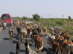 NOG EEN BELEMMERING OP DE WEG - KUTCH