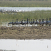 KRAANVOGELS IN DE KLEIN RANN - ZAINABAD - KUTCH