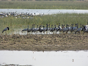 KRAANVOGELS IN DE KLEIN RANN - ZAINABAD - KUTCH