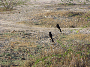 DRONGO'S - KLEINE RANN - KUTCH