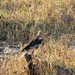 ROOFVOGEL - KLEINE RANN - KUTCH