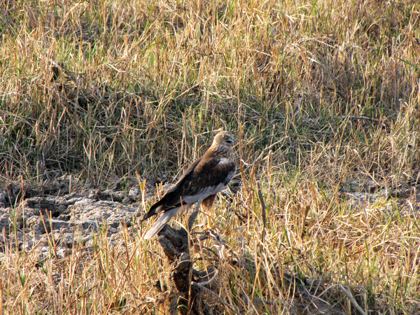 ROOFVOGEL - KLEINE RANN - KUTCH