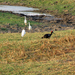 ZWARTE IBIS EN WITTE REIGERS - KLEINE RANN - KUTCH