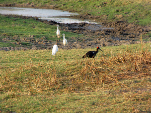 ZWARTE IBIS EN WITTE REIGERS - KLEINE RANN - KUTCH