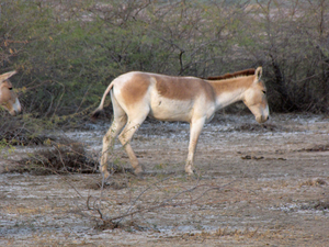 WILDE EZELS - ZAINABAD - KLEINE RANN - KUTCH