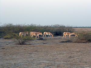 WILDE EZELS IN DE AVONDZON - KLEINE RANN - KUTCH