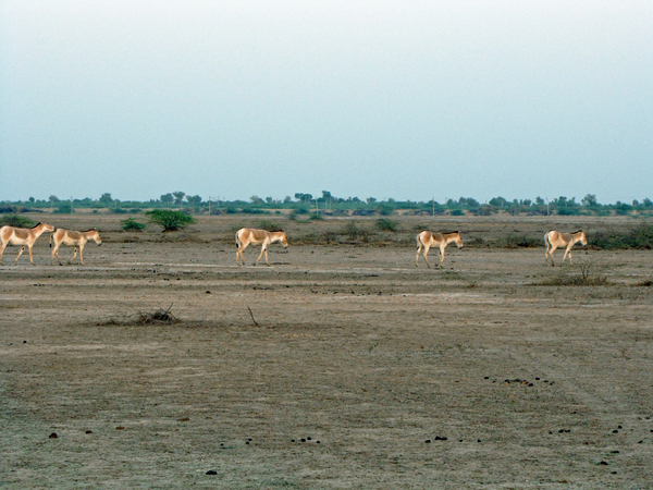 WILDE EZELS OVER DE DROGE KLEINE RANN - KUTCH