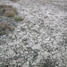 UITGEDROOGDE BODEM VAN DE KLEINE RANN - KUTCH