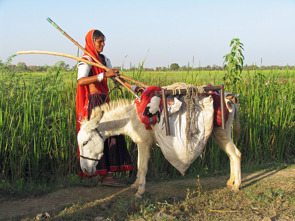 GUJARAT 2173