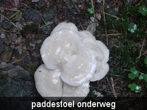 paddestoel