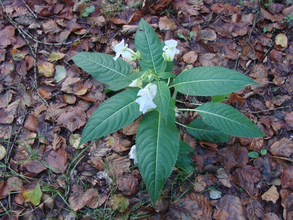 2010-09-27 Verkenning Oberhenneborn 093