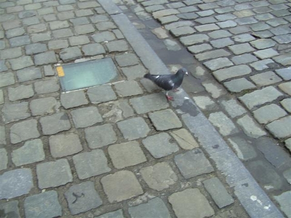 HD Gent(Cova).20110118 043 (Small)