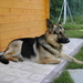 Afbeelding 039
