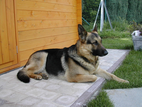 Afbeelding 039