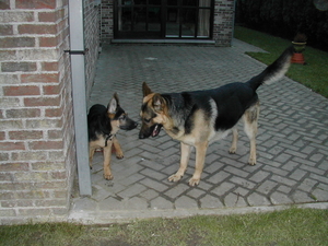 cobi zohra4