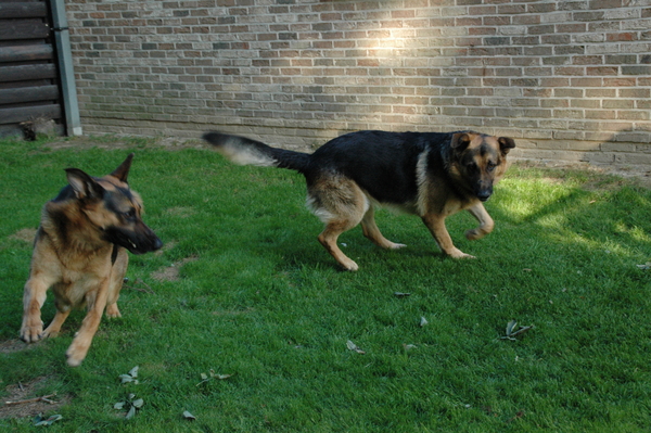 Cobi en Zohra spelen in ren