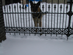 zohra inrit sneeuw 5 03