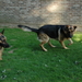Cobi en Zohra spelen in ren