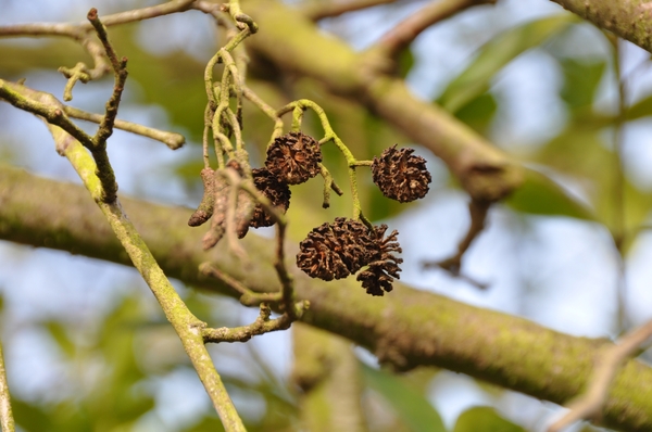 001 DE NATUUR IN OPBOUW...