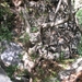 Richtikloof