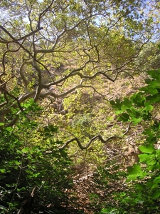 Richtikloof